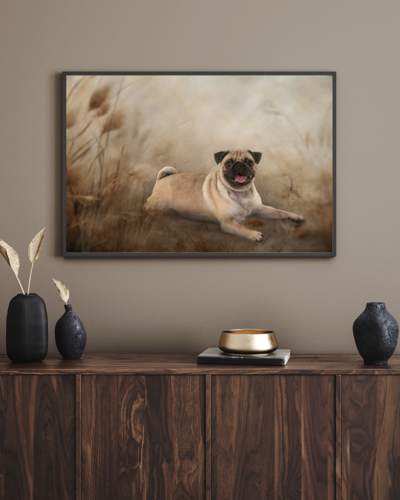 breed of the month pug